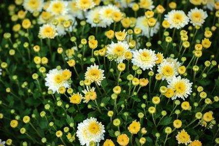 Greenhouse with colorful blooming flowers. greenhouse, floral shop.の写真素材
