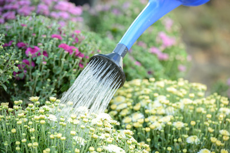Making the world green. Cropped image of woman in apron taking care of plants while standing in greenhouseの写真素材