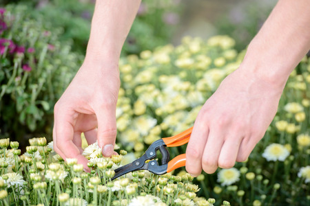 Making the world green. Cropped image of man in apron taking care of plants while standing in greenhouseの写真素材