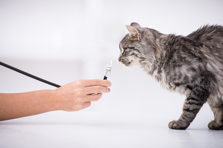 Veterinary clinic. Cute cat sniffs stethoscope during examination by a veterinarian.の写真素材