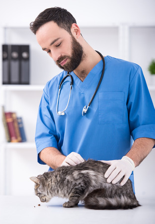 Young male vet doctor with cat. Veterinary clinic.の写真素材