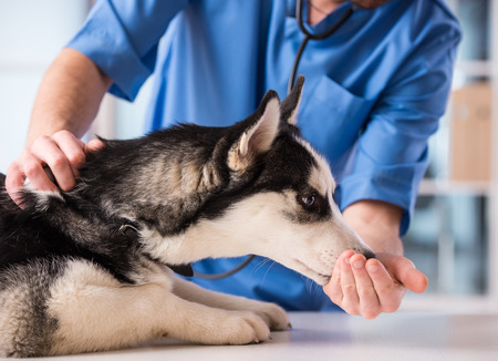Veterinarian is examining a cute siberian husky at hospital.の写真素材