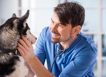 Veterinarian is examining a cute siberian husky at hospital.の写真素材