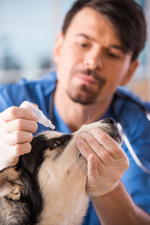 Veterinarian is dripping drops to the dog's eye in clinic.の写真素材