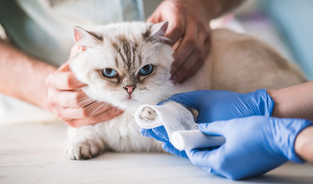 Cute cat is having its paw bandaged by the veterinarianの写真素材