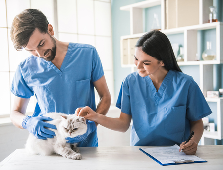 Beautiful young veterinarians are examining a cute cat and smiling while working in clinicの写真素材
