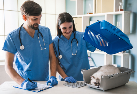 Beautiful young veterinarians are examining a cute cat and smiling while working in clinicの写真素材