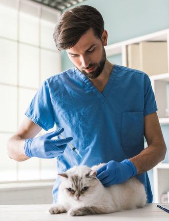 Handsome young veterinarian is doing a cute cat an injection while working in clinicの写真素材
