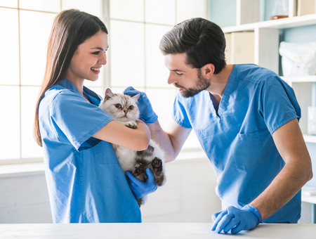 Beautiful young veterinarian is holding cute cat and smiling while her colleague is examining a petの写真素材