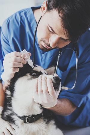 Young white bearded vet in blue robe drip drop to dog eye at reception in vet clinic.の写真素材