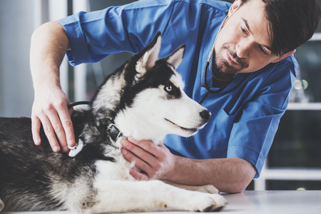 Young white bearded vet in blue robe examines Siberian husky at reception in vet clinic.の写真素材