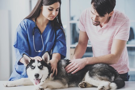 Young guy brought Siberian husky for inspection to veterinarian.Doctor for animals.の写真素材