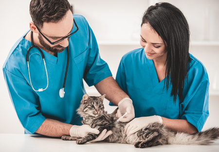 Young veterinarians in vet clinic make injection nice cute cat. Inspection of animal from veterinarian.の写真素材