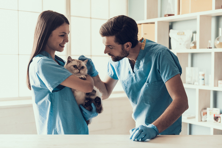 Smiling Professional Veterinarian Holding Cute Cat. Female Doctor Veterinarian is Holding Cute White Cat on Hands at Vet Clinic and Smiling. Veterinarian Concept.の写真素材