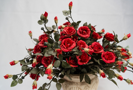 Isolated pot of red roses on white backgorundの写真素材