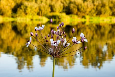 Flowering rush Butomus umbellatus on autumn day on the background of the riverの写真素材