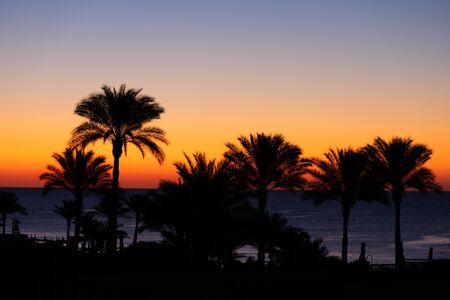 Palm trees against the background of the morning dawn and sea.の写真素材