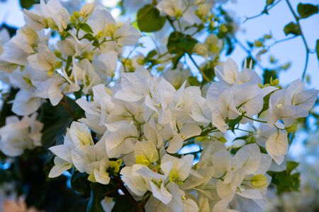 Bougainvillea flowers close up. Bougainvillea flowers as a background. Floral background.の写真素材