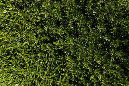 Green vertical garden, wall background, vertical garden wall