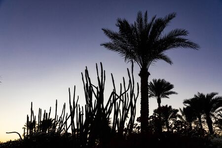 Palm tree against the background of the night starry sky