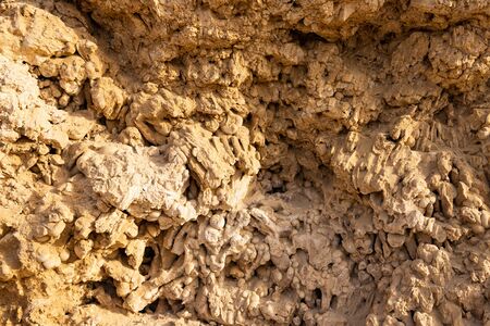 old wall with prints of shells and corals