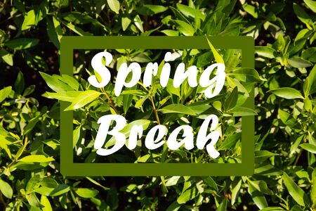 Text SPRING BREAK on nature background. Additional education conceptの写真素材