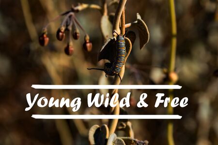 Inspirational quote on natural background. Young, Wild and Free.