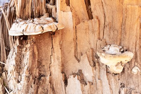 Chaga mushroom on a tree. Large tree mushrooms grow on a broken tree trunk.