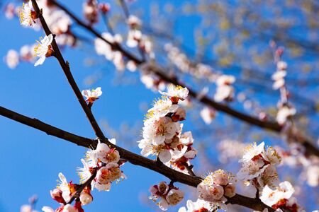 Beautiful cherry blossom sakura in spring time over blue skyの写真素材