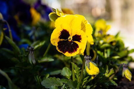Pansy plant in the garden, viola tricolor in the spring sunshine.の写真素材