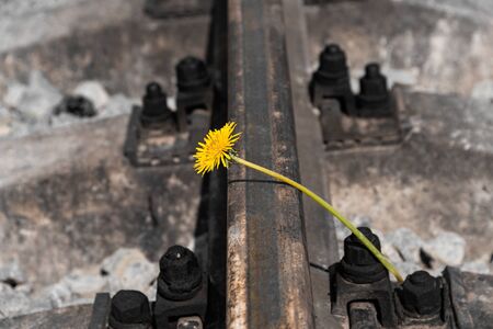 Yellow dandelion flower on railroad tracks. Symbolizes the people who died under the train.の写真素材