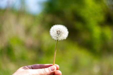 Closeup macro shot of beautiful blowball dandelion flower in spring.の写真素材