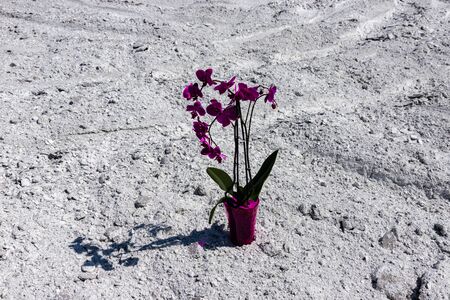 Orchid flower on a background of chemical waste as a symbol of nature protection. Business and Ecology Conceptの写真素材