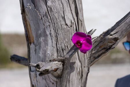 Orchid flower on an old dead tree trunk. The concept of protecting the environment from pollution. Symbol of resilience and survivalの写真素材