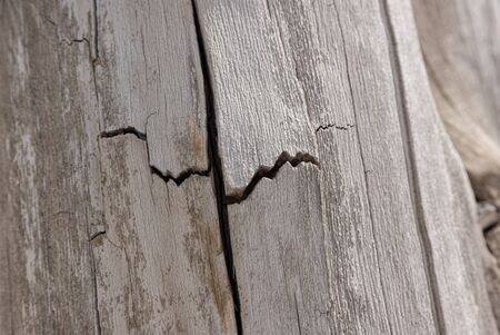 Background of the old dried tree with cracks. Concept.