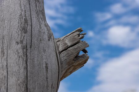 Background of the old dried tree with cracks. Concept.の写真素材