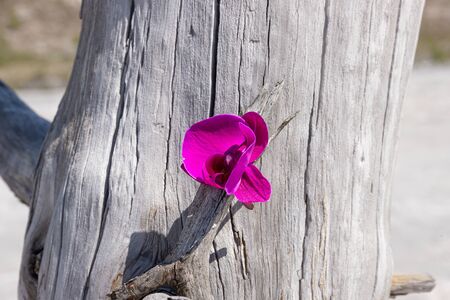 Orchid flower on an old dead tree trunk. The concept of protecting the environment from pollution. Symbol of resilience and survivalの写真素材