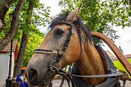 Head of a brown horse with a harness in a city parkの写真素材