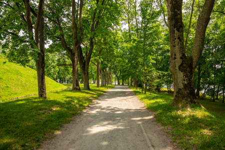 Green city park with trees, flowers, walkways.の写真素材