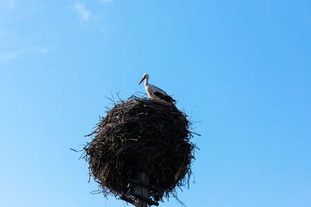 Stork in its nest in the summer months. Stork's nest.の写真素材