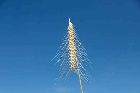 golden ear of wheat against the blue sky soft focus, closeup, agriculture backgroundの写真素材