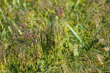 Close up of Little Millet stalk with grains. Millet is used as food, fodder and for producing...