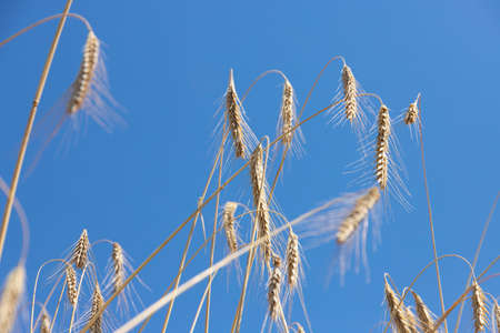An agrarian country, a leader in the production and cultivation of wheat.