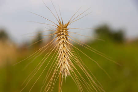 Ripe ear of wheat, against the background of a wheat field. Selective focus.の写真素材