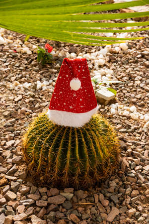 Tropical christmas. new year in desert. Santa Claus hat on a cactus.の写真素材
