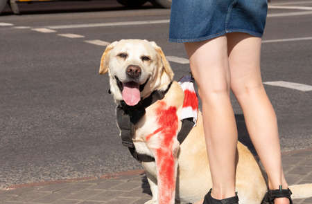 A large dog with red paint on its paw protests against violence against civilians. Concept. Selective focusの写真素材