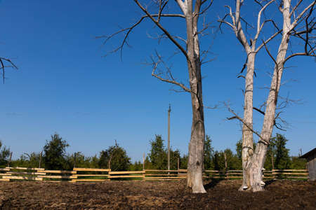 Dead dry tree on the territory of the ranch with animal manure.の写真素材