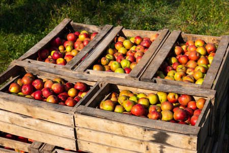 Ripe red apples in large wooden boxes during fruit picking day. Selective focus.の写真素材
