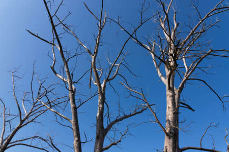 Dry branches of a tree against a bright sky. A branch of an old withered tree against the sky. Large...