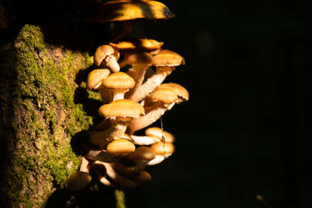 Edible, wild, autumn forest mushrooms, Armillaria mellea, growing on an old tree in the forest. Selective focus.の写真素材